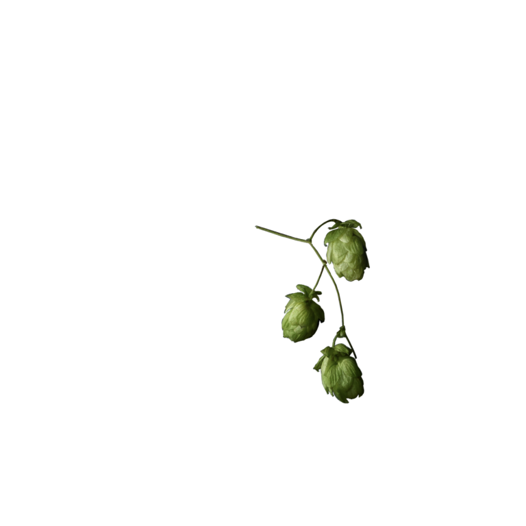 Ingredienti della birra Warsteiner luppolo
